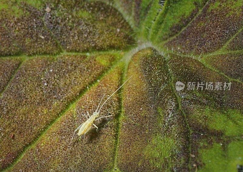 雪树蟋蟀，又名温度计蟋蟀若虫(Oecanthus fultoni)在天竺葵的叶子上(天竺葵sp.)